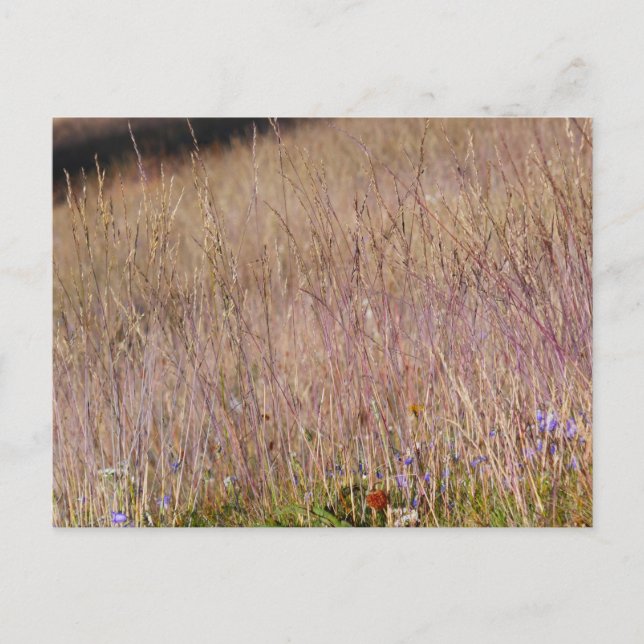 Lila Gras und Wildblumen Postkarte (Vorderseite)