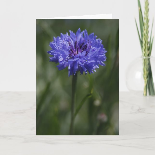 Lila Gratiskarte für Cornflower Ankündigung (Vorderseite)