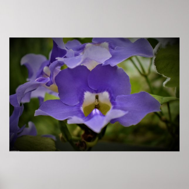 Lila & grün, poster (Vorne)