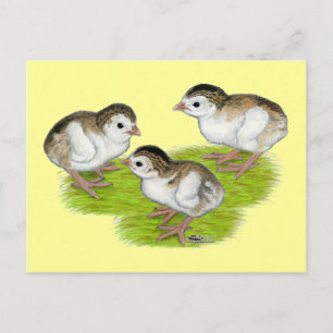 Lila Guinea Postkarte