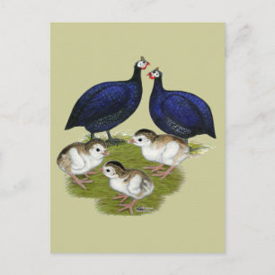 Lila Guinea Postkarte