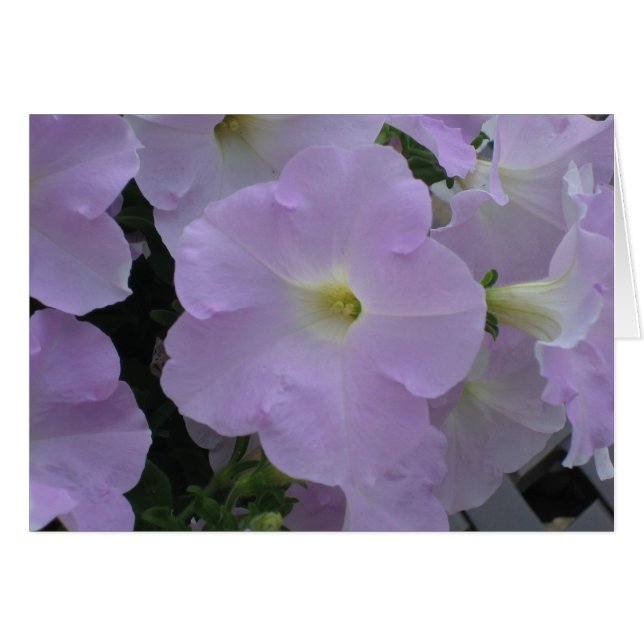 Lila Haze (Vorderseite (Horizontal))