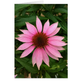 Lila, helle Blankenkarte