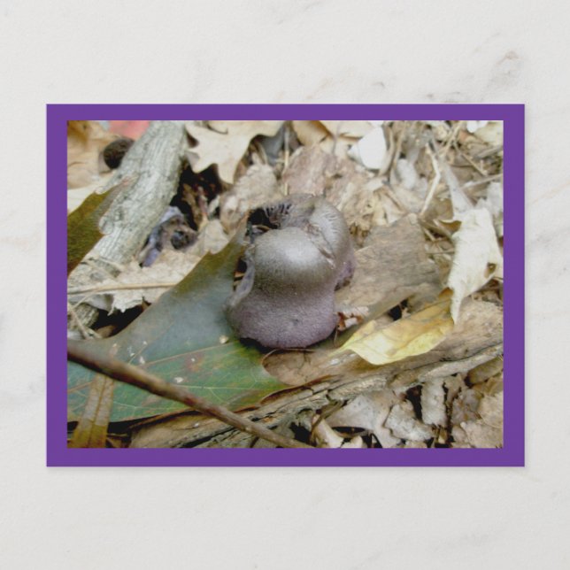 Lila Helmut Pilz Postkarte (Vorderseite)