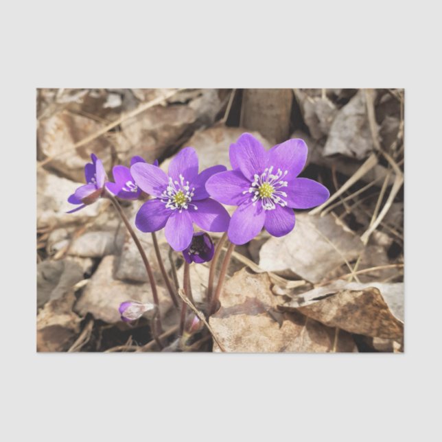 Lila Hepatica-Blume Seidenpapier (Vorderseite)