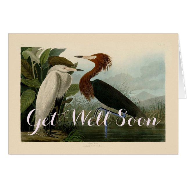 Lila Heron Audubon Bird Wildlife Painting (Vorderseite (Horizontal))