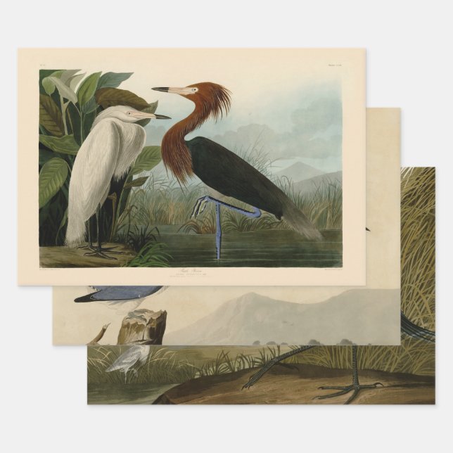 Lila Heron Audubon Bird Wildlife Painting Geschenkpapier Set (Set)