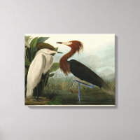 Lila Heron Audubon Bird Wildlife Painting