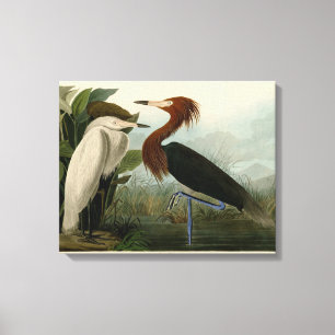 Lila Heron Audubon Bird Wildlife Painting Leinwanddruck