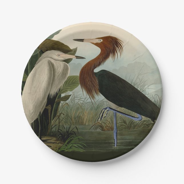 Lila Heron Audubon Bird Wildlife Painting Pappteller (Vorderseite)