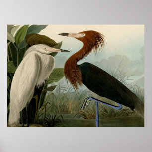 Lila Heron Audubon Bird Wildlife Painting Poster