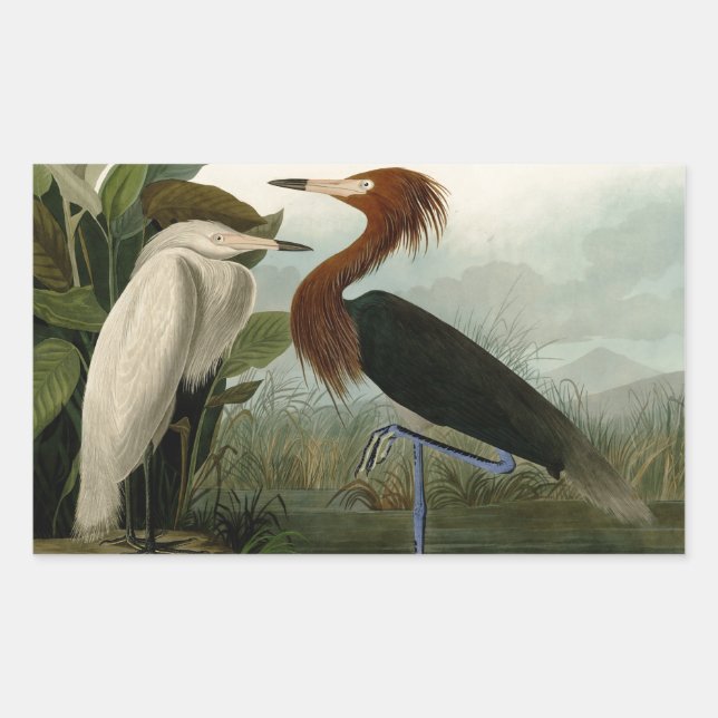 Lila Heron Audubon Bird Wildlife Painting Rechteckiger Aufkleber (Vorderseite)