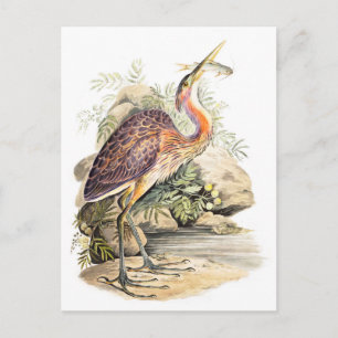 Lila Heron (mit Fisch) von Elizabeth Gwillim  Postkarte
