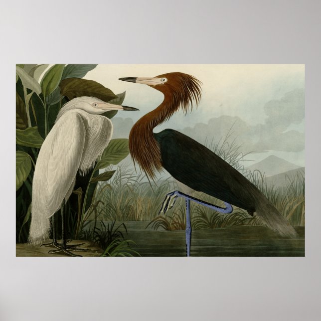 Lila Heron Poster (Vorne)
