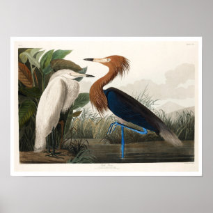 Lila Heron von Audubon Poster