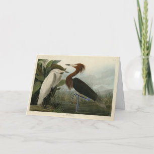 Lila Heron - von Audubons Vögeln Amerikas Karte