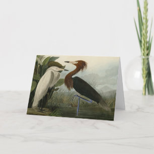 Lila Heron - von Audubons Vögeln Amerikas Karte