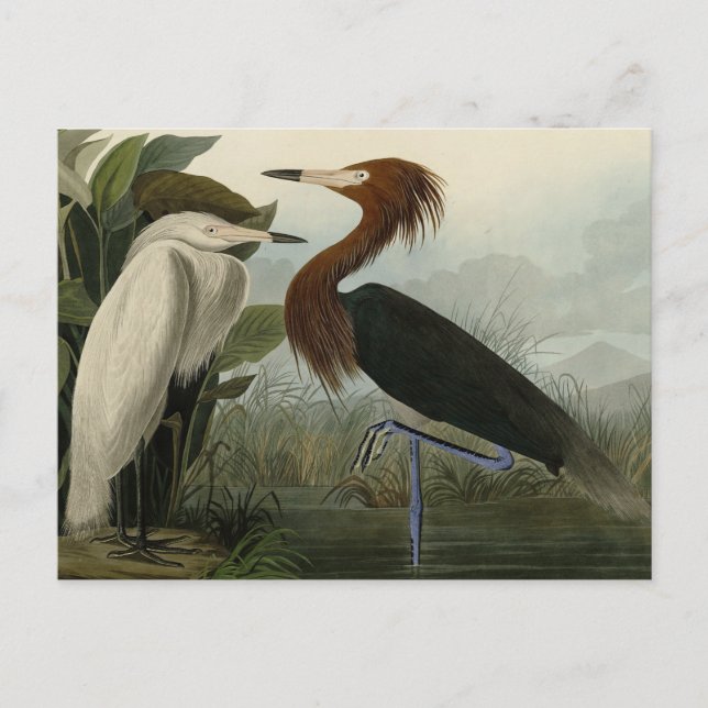 Lila Heron - von Audubons Vögeln Amerikas Postkarte (Vorderseite)