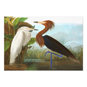 Lila Heron von John James Audubon Fotodruck
