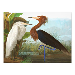 Lila Heron von John James Audubon Fotodruck