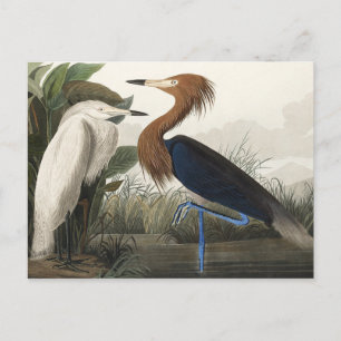 Lila Heron von Vögeln Amerikas Postkarte