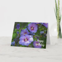 Lila Hibiskus Feier Geburtstag