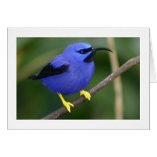 Lila Honeycreeper