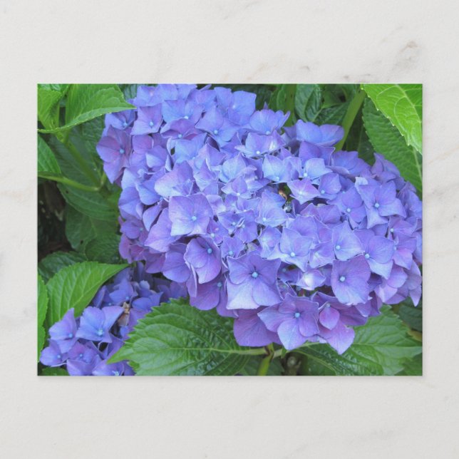 Lila Hortensien Postkarte (Vorderseite)