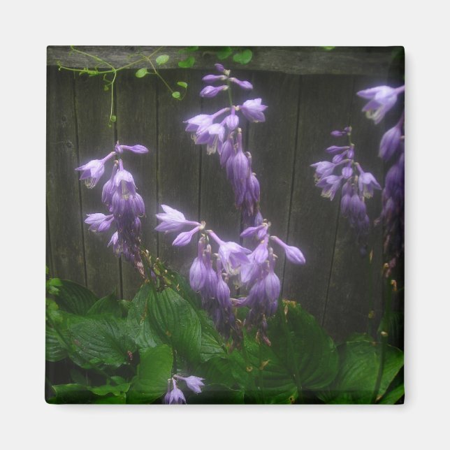 LILA HOSTA BELLS MAGNET (Vorne)