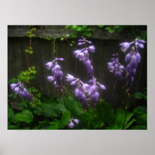 lila Hosta-Glocken Poster