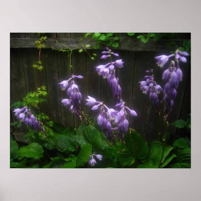 lila Hosta-Glocken Poster (Vorne)