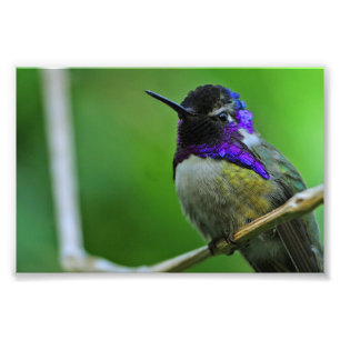 Lila Hummingvogel Fotodruck