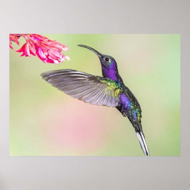 Lila Hummingvogel im Flug Poster (Vorne)