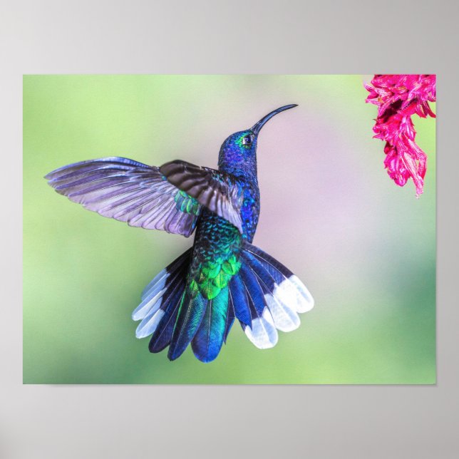 Lila Hummingvogel in einer grässlichen Pose Poster (Vorne)