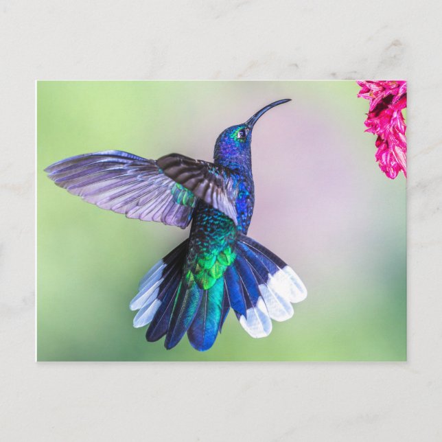 Lila Hummingvogel in einer grässlichen Pose Postkarte (Vorderseite)
