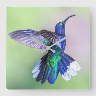 Lila Hummingvogel in einer grässlichen Pose Quadratische Wanduhr