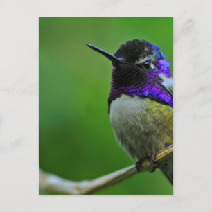Lila Hummingvogel Postkarte