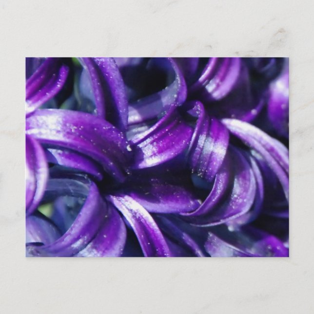 Lila Hyacinth Blume Postkarte (Vorderseite)
