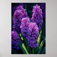 Lila Hyazinth Blume Art Print Poster