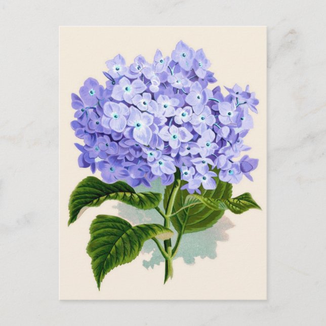 Lila Hydrangea Botanische Printwerbung Postkarte (Vorderseite)