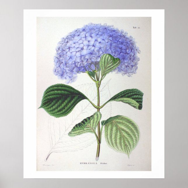Lila Hydrangea Botanisches Zeichnend Poster drucke (Vorne)