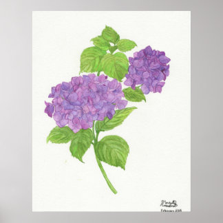 Lila Hydrangea Poster