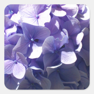 Lila Hydrangea Quadratischer Aufkleber