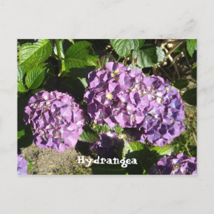 Lila Hydrangea-Schattierungen Postkarte