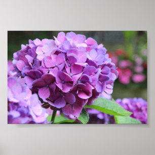 Lila Hydrangea Value Poster