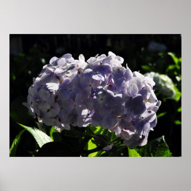 Lila Hydrangeas-Blume Poster (Vorne)