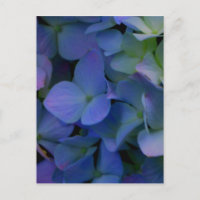Lila Hydrangeas-Blume