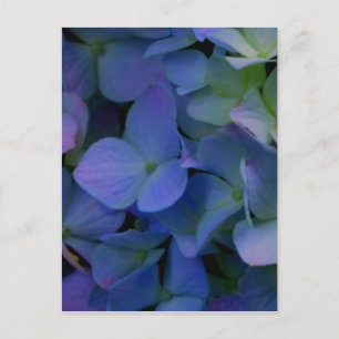 Lila Hydrangeas-Blume Postkarte