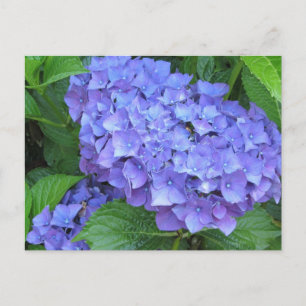 Lila Hydrangeas Postkarte
