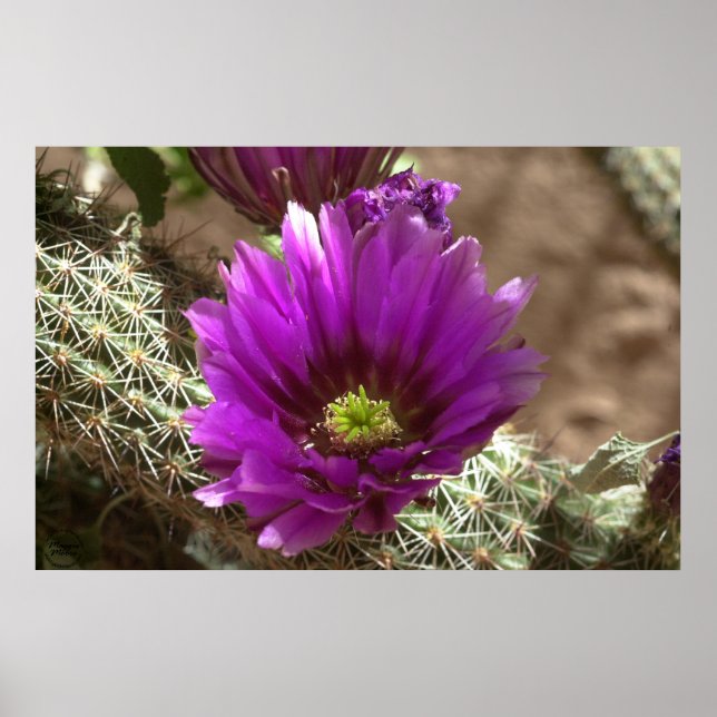 Lila Igel Poster (Vorne)